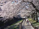 多摩センターの桜