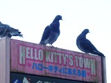 多摩市の鳥